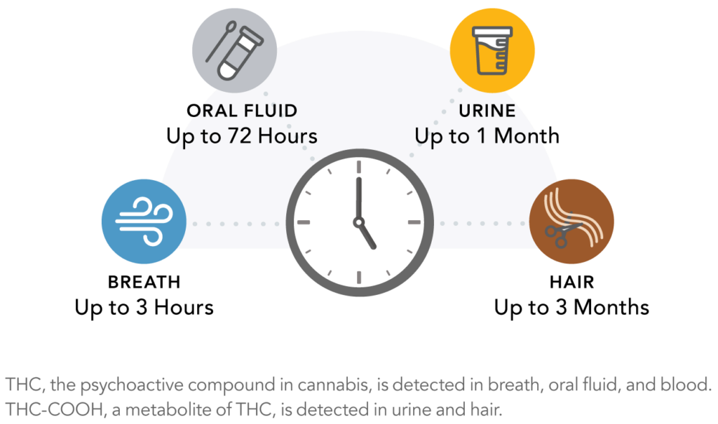 Drug Detection Times for Marijuana Depend on the Test Hound Labs